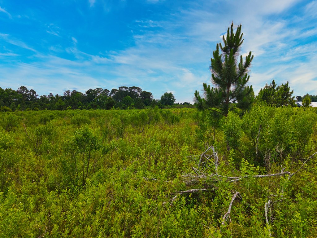0 George Flowers, Norman Park, Georgia 31771, ,Farm (20 Or More Acres) - Land,For Sale,George Flowers,912987