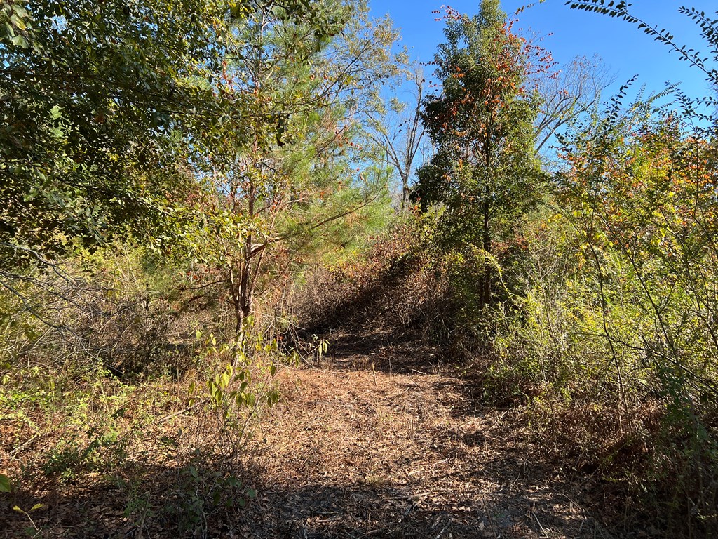 0 Georgia Highway 33 South, Moultrie, Georgia 31788, ,Acreage,For Sale,Georgia Highway 33 South,913496